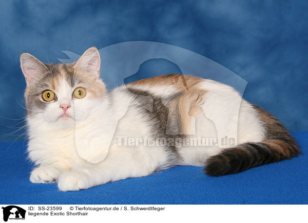 liegende Exotic Shorthair / lying Exotic Shorthair / SS-23599