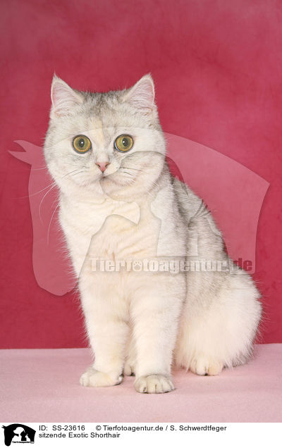 sitzende Exotic Shorthair / sitting Exotic Shorthair / SS-23616