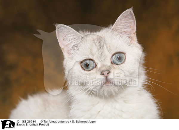 Exotic Shorthair Portrait / Exotic Shorthair Portrait / SS-26984