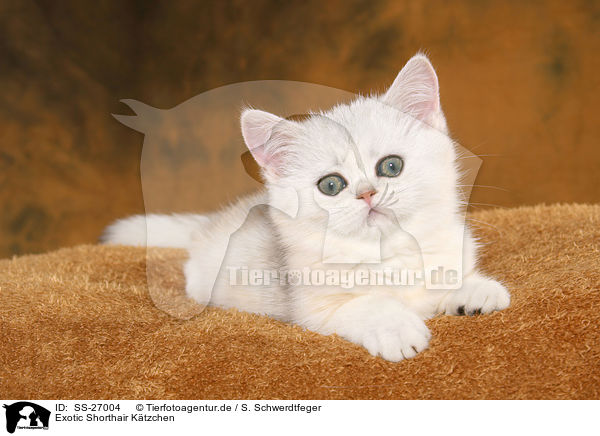 Exotic Shorthair Ktzchen / Exotic Shorthair Kitten / SS-27004
