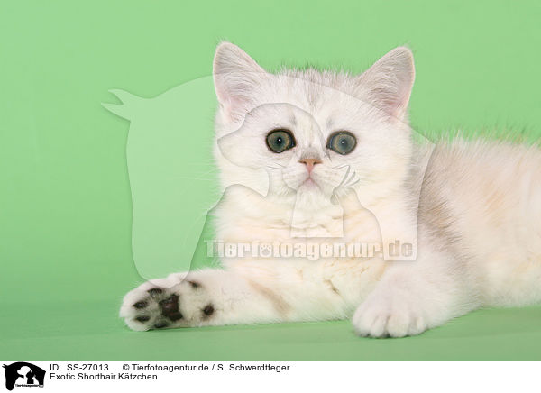 Exotic Shorthair Ktzchen / Exotic Shorthair Kitten / SS-27013