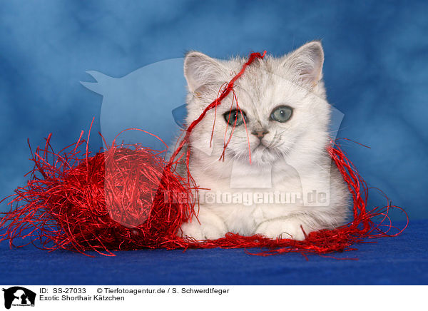 Exotic Shorthair Ktzchen / Exotic Shorthair Kitten / SS-27033