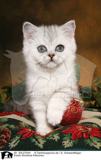 Exotic Shorthair Ktzchen / SS-27044