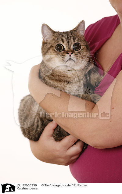 Kurzhaarperser / Exotic Shorthair / RR-56330