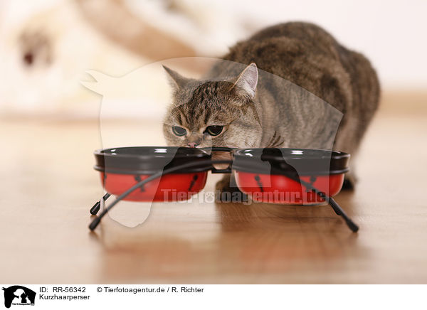 Kurzhaarperser / Exotic Shorthair / RR-56342