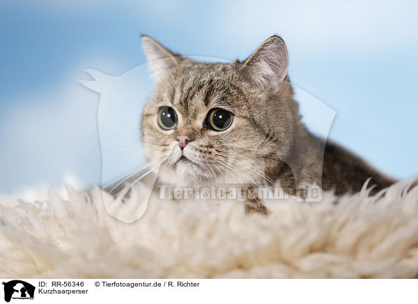 Kurzhaarperser / Exotic Shorthair / RR-56346