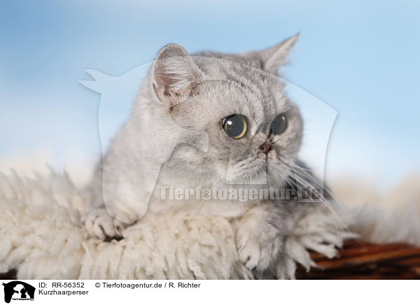 Kurzhaarperser / Exotic Shorthair / RR-56352