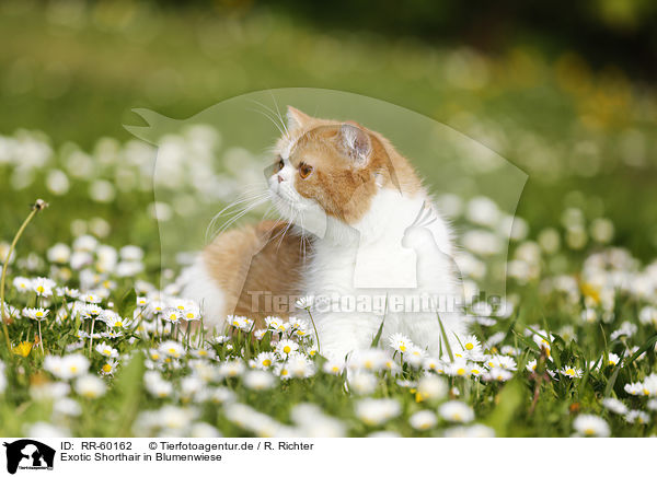 Exotic Shorthair in Blumenwiese / RR-60162