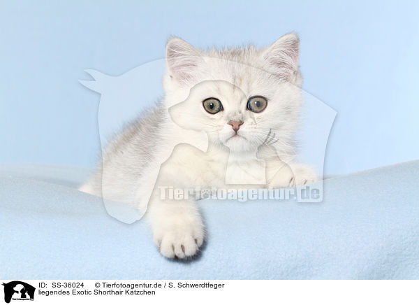 liegendes Exotic Shorthair Ktzchen / lying Exotic Shorthair Kitten / SS-36024