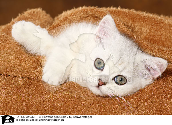liegendes Exotic Shorthair Ktzchen / lying Exotic Shorthair Kitten / SS-36033