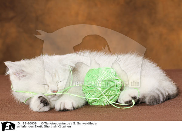schlafendes Exotic Shorthair Ktzchen / sleeping Exotic Shorthair Kitten / SS-36039