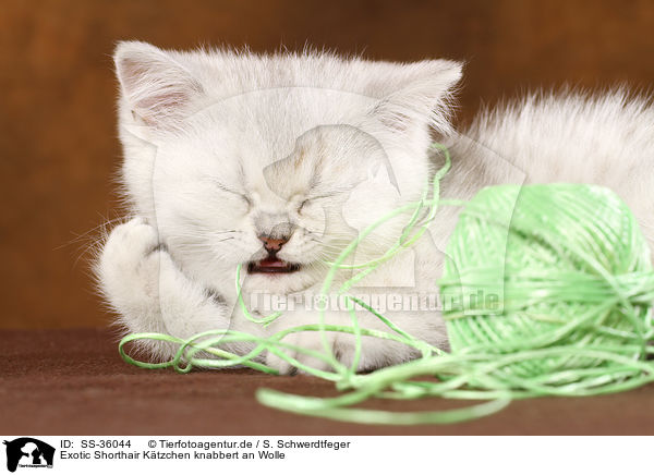 Exotic Shorthair Ktzchen knabbert an Wolle / Exotic Shorthair Kitten with wool / SS-36044