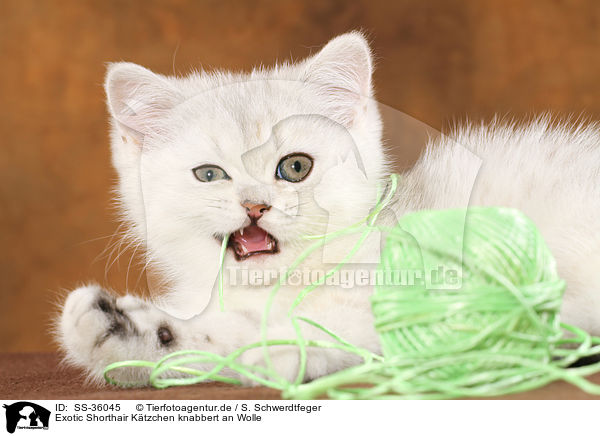 Exotic Shorthair Ktzchen knabbert an Wolle / SS-36045