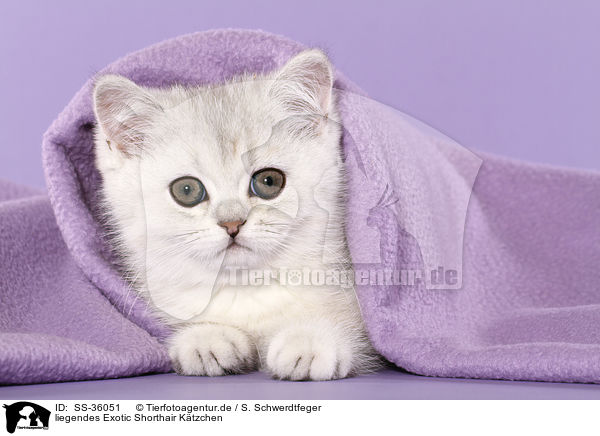 liegendes Exotic Shorthair Ktzchen / SS-36051