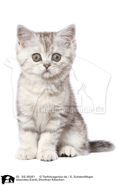 sitzendes Exotic Shorthair Ktzchen / sitting Exotic Shorthair Kitten / SS-36061
