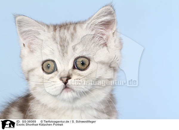 Exotic Shorthair Ktzchen Portrait / Exotic Shorthair Kitten Portrait / SS-36069