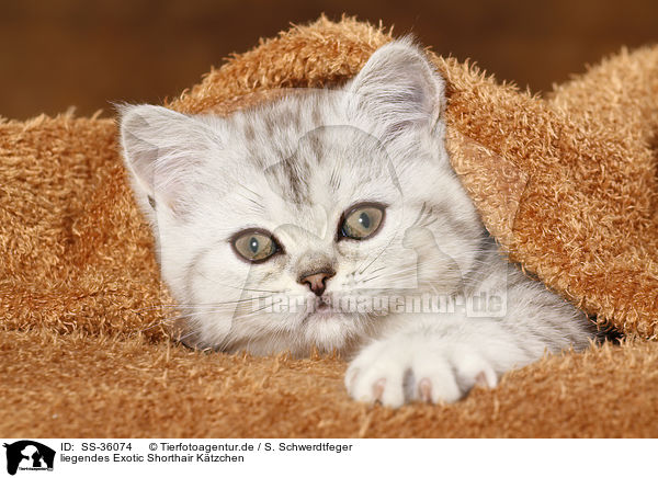 liegendes Exotic Shorthair Ktzchen / lying Exotic Shorthair Kitten / SS-36074