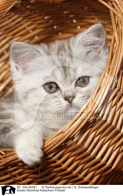 Exotic Shorthair Ktzchen Portrait / Exotic Shorthair Kitten Portrait / SS-36081