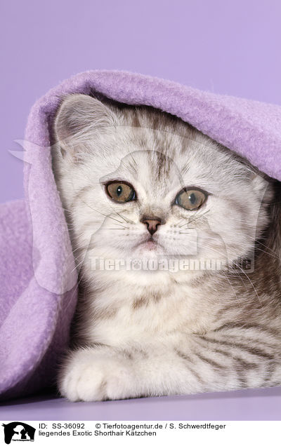 liegendes Exotic Shorthair Ktzchen / lying Exotic Shorthair Kitten / SS-36092