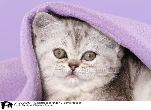 Exotic Shorthair Ktzchen Portrait / Exotic Shorthair Kitten Portrait / SS-36093