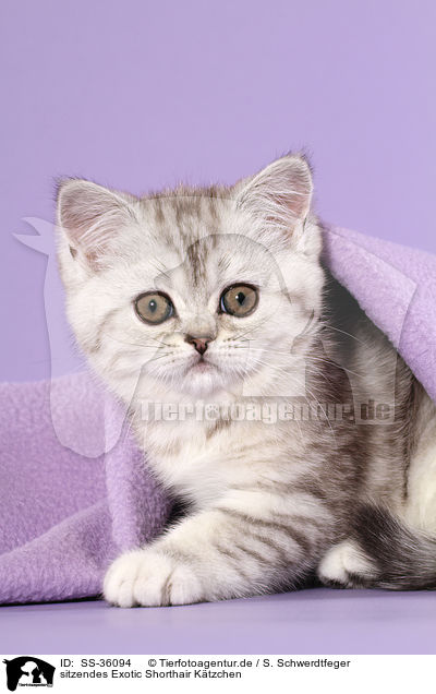 sitzendes Exotic Shorthair Ktzchen / sitting Exotic Shorthair Kitten / SS-36094