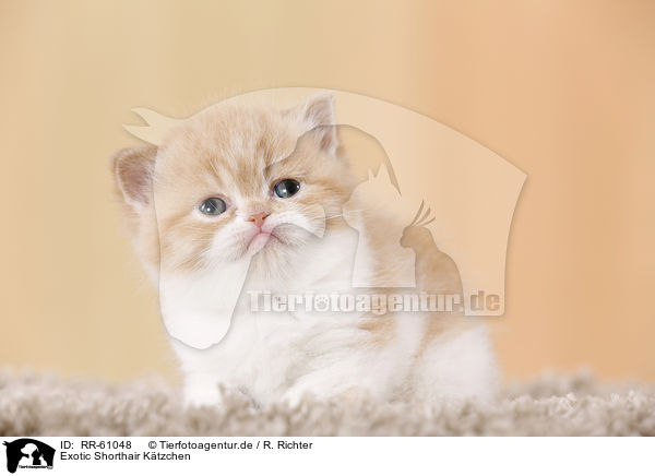 Exotic Shorthair Ktzchen / Exotic Shorthair Kitten / RR-61048