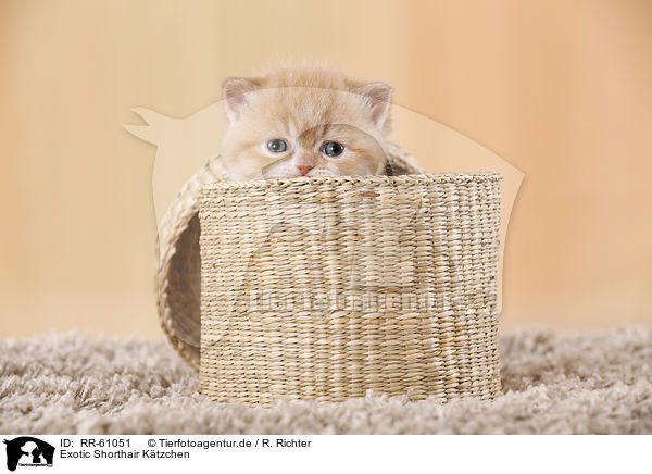 Exotic Shorthair Ktzchen / Exotic Shorthair Kitten / RR-61051