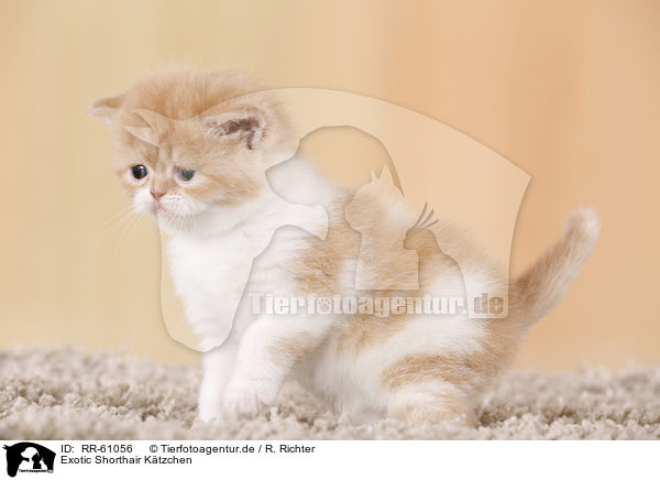 Exotic Shorthair Ktzchen / Exotic Shorthair Kitten / RR-61056