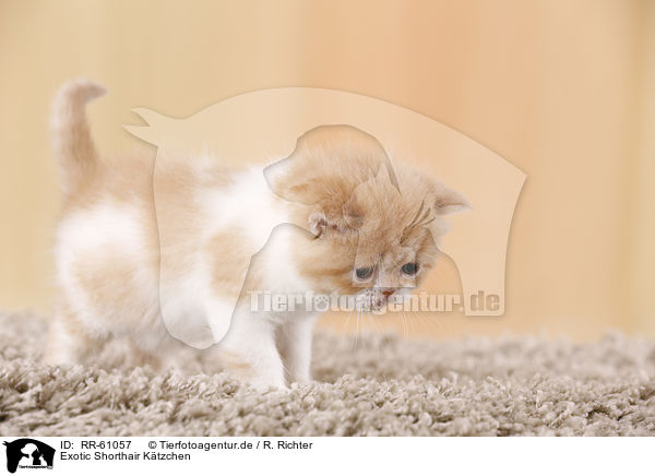 Exotic Shorthair Ktzchen / Exotic Shorthair Kitten / RR-61057