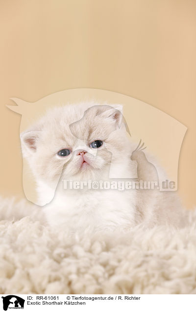 Exotic Shorthair Ktzchen / RR-61061