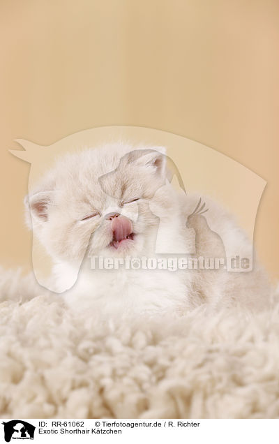 Exotic Shorthair Ktzchen / Exotic Shorthair Kitten / RR-61062