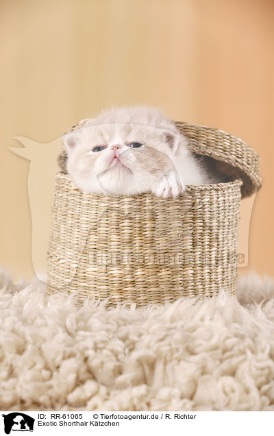 Exotic Shorthair Ktzchen / Exotic Shorthair Kitten / RR-61065