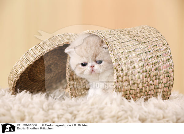 Exotic Shorthair Ktzchen / Exotic Shorthair Kitten / RR-61066