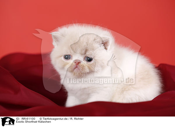 Exotic Shorthair Ktzchen / RR-61100