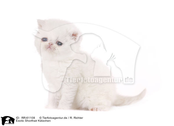 Exotic Shorthair Ktzchen / RR-61108