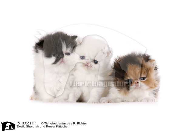 Exotic Shorthair und Perser K�tzchen / RR-61111