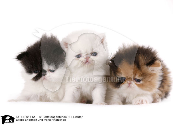 Exotic Shorthair und Perser K�tzchen / RR-61112