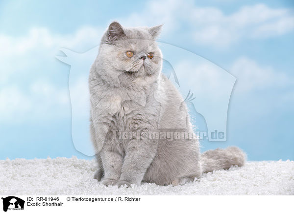 Exotic Shorthair / RR-81946