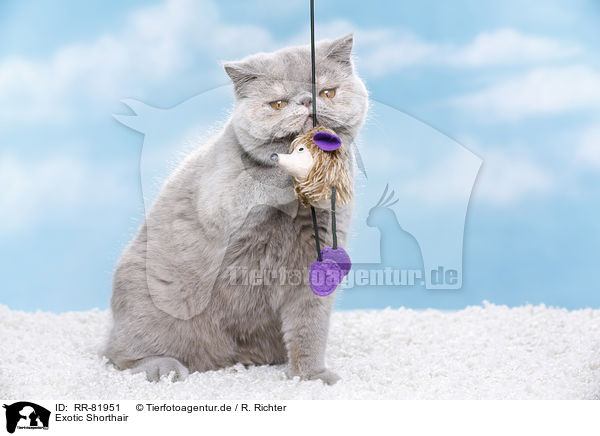 Exotic Shorthair / Exotic Shorthair / RR-81951