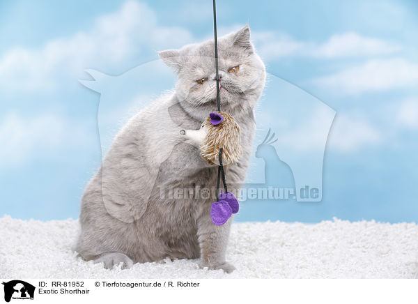 Exotic Shorthair / Exotic Shorthair / RR-81952