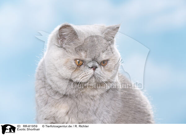 Exotic Shorthair / Exotic Shorthair / RR-81959