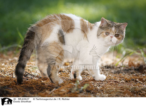 Exotic Shorthair / RR-85627