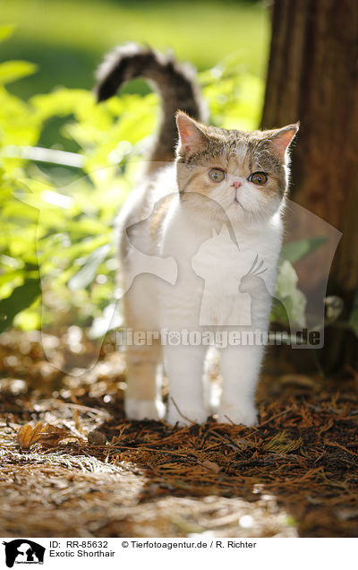 Exotic Shorthair / RR-85632