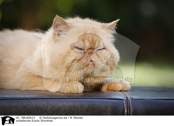 schlafende Exotic Shorthair / sleeping Exotic Shorthair / RR-85912