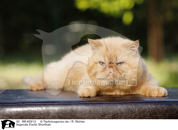 liegende Exotic Shorthair / RR-85913