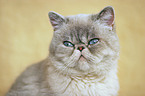 Exotic-Shorthair Portrait