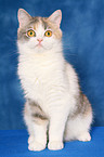 sitzende Exotic Shorthair