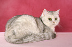 liegende Exotic Shorthair