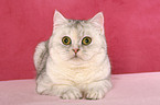 liegende Exotic Shorthair