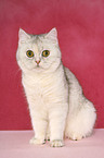 sitzende Exotic Shorthair